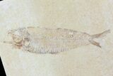 Multiple Fossil Fish (Knightia & Diplomystus) - Wyoming #74121-2